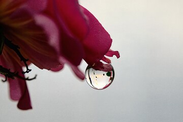  A close-up photograph of a pink flower with a water droplet suspended from its petals