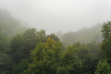 Foggy forest in the summer