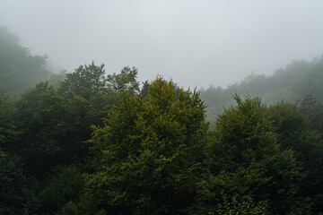Foggy forest in the summer