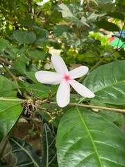 pink and white flower