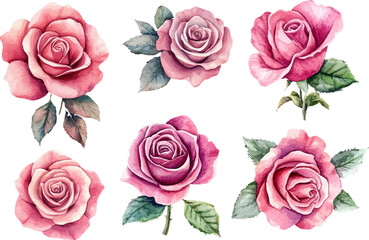 Fototapeta premium set of roses isolated