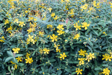 Beautiful St. John's wort (hypericum monogynum) flowers.