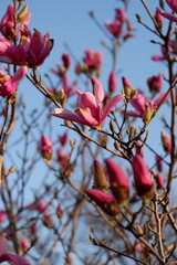 Flowers in Spring