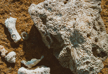 Rocks and corals on the shores of the Red Sea. Landscape of Egypt on vacation