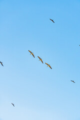 Graceful Pelicans Gliding Through the Skies