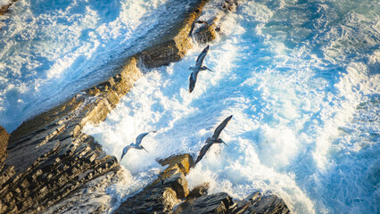 Soaring pelicans Braving the Coastal Currents