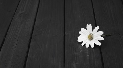 Obraz premium Single white daisy on dark wood planks.