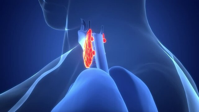Human Body Glands Thyroid Gland Anatomy Animation Concept