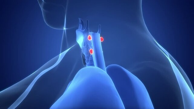 Human Body Glands Parathyroid Glands Anatomy Animation Concept