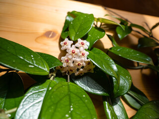 CLOSE UP, MACRO: Blooming waxplant plant with its glossy green leaves and intricate starshaped...