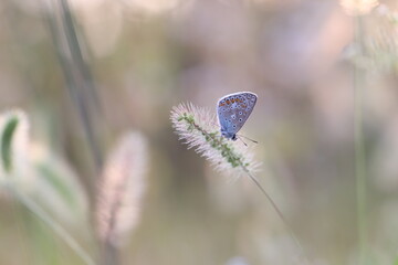 una farfalla licenide al tramonto in primavera