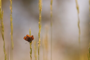 una farfalla licenide al tramonto in primavera
