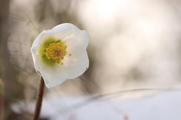 fiore di elleboro nel bosco in inverno