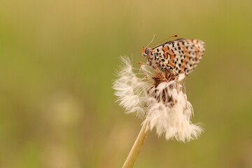 una farfalla melitaea al tramonto