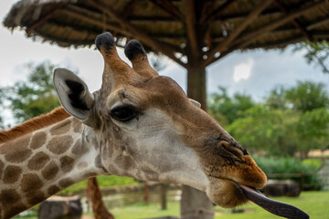 A cheerful giraffe sticking out its tongue and posing for the photo. An adorable scene where this majestic animal shows its playful side and unique features of nature.