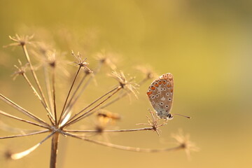 una farfalla licenide al tramonto in primavera