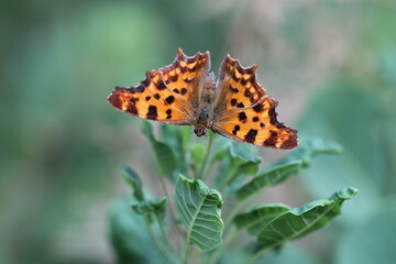 una farfalla polygonia c-album su una foglia in estate