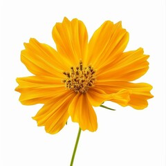 Obraz premium Close up of a single, vibrant yellow cosmos flower, showcasing its delicate petals and central disc against a clean white backdrop