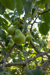 Pear tree, fruits and leaves in the garden in Baku