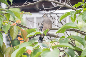 A beautiful Oriental turtle dove. (Streptopelia orientalis)