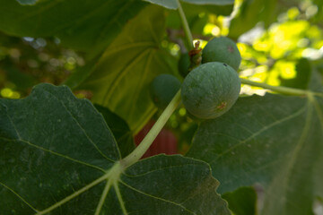White fig tree, fruits and leaves in the garden in Baku