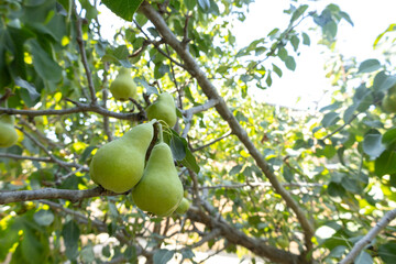 Pear tree, fruits and leaves in the garden in Baku