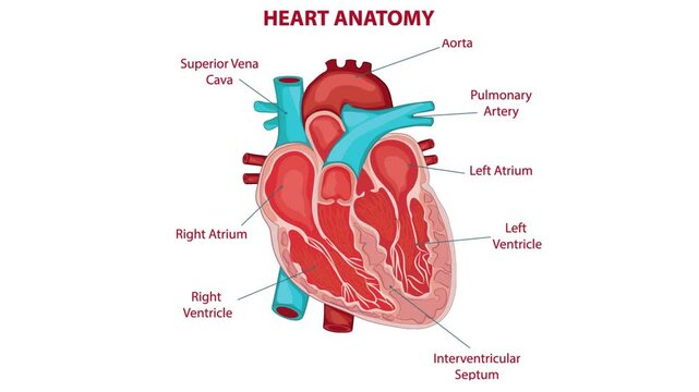 Illustration of human heart anatomy with labeled sections for medical education