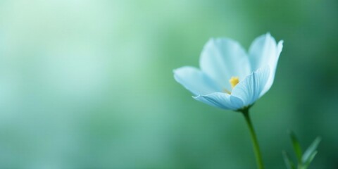 Obraz premium Serene Light Blue Flower on Soft Green Background