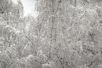 Beautiful dense winter forest covered with lot of clean white snow with birch tree with snowy branches top view