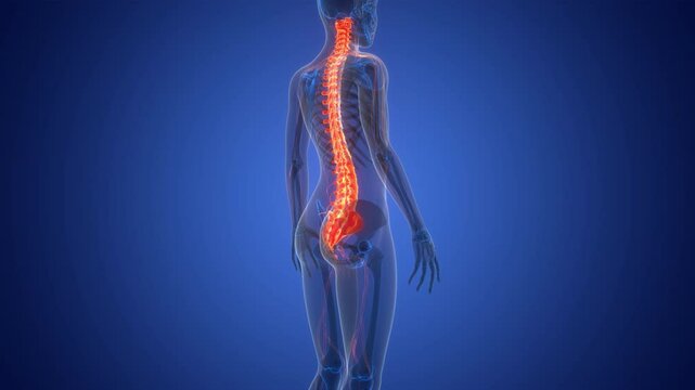 Spinal Cord Vertebral Column of Human Skeleton System Anatomy Animation Concept