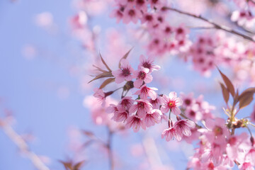 Blooming Wild Himalayan Cherry Blossom