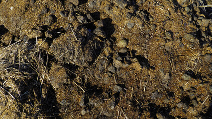 Authentic close-up photographs of horse manure in garden environment. Natural textures and patterns captured in various stages. Documentary-style shots without filters or enhancements.