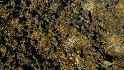 Authentic close-up photographs of horse manure in garden environment. Natural textures and patterns...