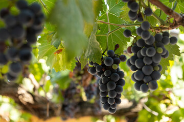 Black grape tree, fruits and leaves in the garden in Baku