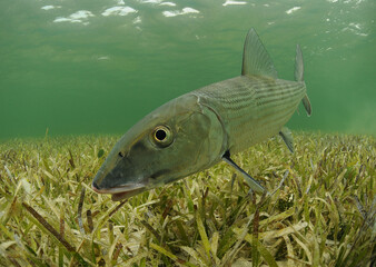 Bonefish swimming in the Florida, Keys.