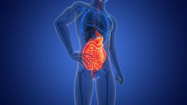Human Digestive System Anatomy Animation Concept