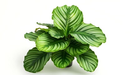 Caladium leaves in pot isolated on white background.