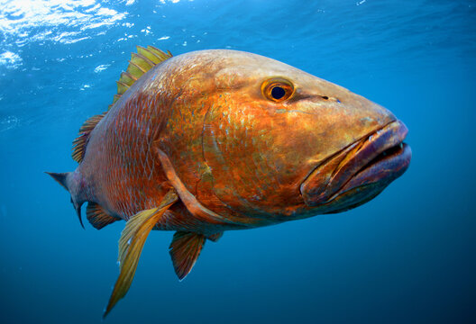 Cubera snapper swimming off Panama