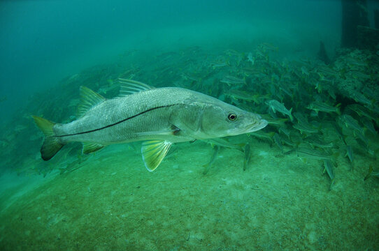 Spawning Snook swimming in Florida