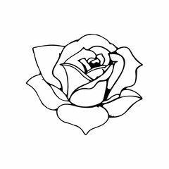 hand drawn rose