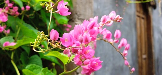 Antigonon leptopus or coral vine or queen's wreath or air mata pengantin