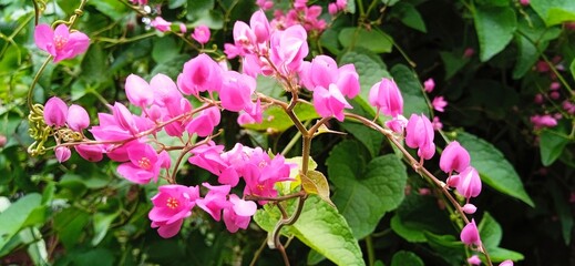 pink flowers in the garden  ( antigonon leptopus)