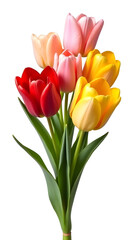 Obraz premium A bouquet of vibrant tulips in shades of red, yellow, and pink, isolated white background