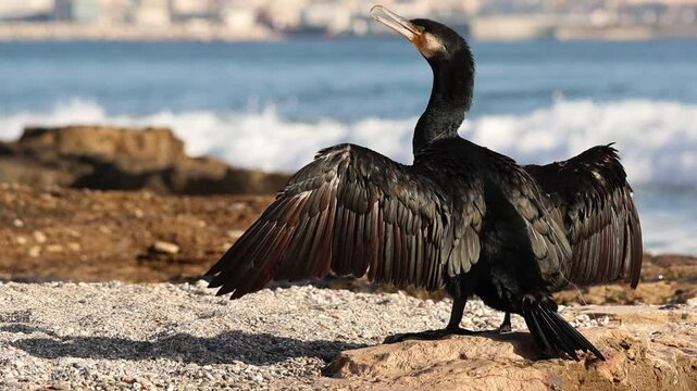 Cormor&aacute;n Phalacrocorax carbo con sedal de pesca enrollado en su cuerpo mueve sus alas para secarlas al sol en la playa de Agua Amarga, Alicante, Espa&ntilde;a