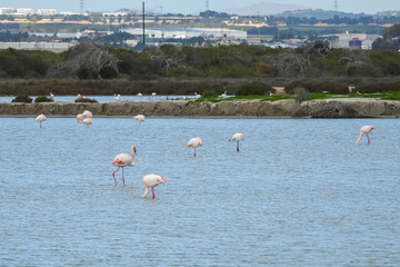 Flamingos in their natural habitat.
