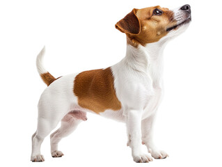 Jack Russell Terrier dog isolated on transparent background
