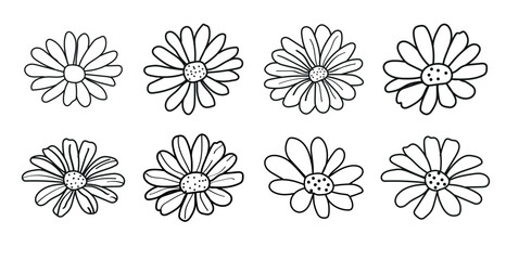  Collection different daisy icon, Hand-drawn brush daisy flowers, Botanical thin line floral elements, Ink drawing wild plants, herbs or flowers.