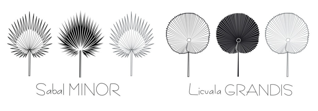 graphic elements for illustration and design, palm leaf, Sabal minor, Licuala grandis, sketching