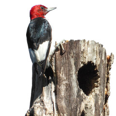 Red-headed Woodpecker Bird Isolated - Melanerpes erythrocephalus - North American Woodpeckers