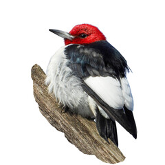 Red-headed Woodpecker Bird Isolated - Melanerpes erythrocephalus - North American Woodpeckers